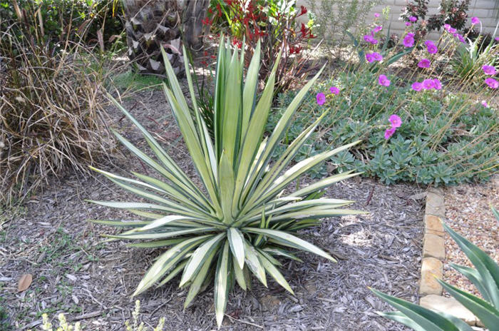 Yucca gloriosa ?Variegata'