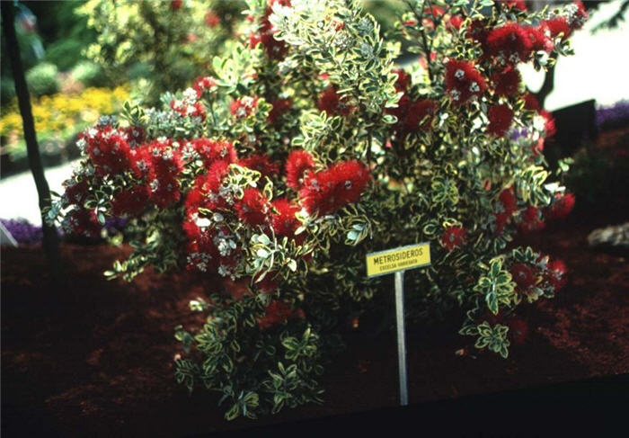 Variegated New Zealand Xmas Tree