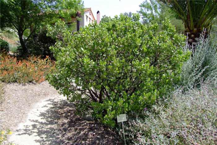 Arctostaphylos manzanita 'Dr. Hurd'