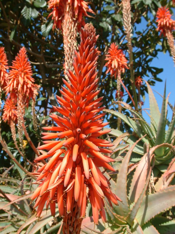 Tree Aloe