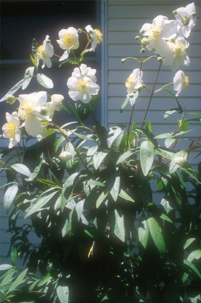 Carpenteria californica 'Elizabeth'