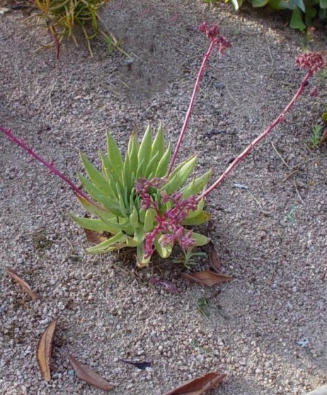 Dudleya brittonii