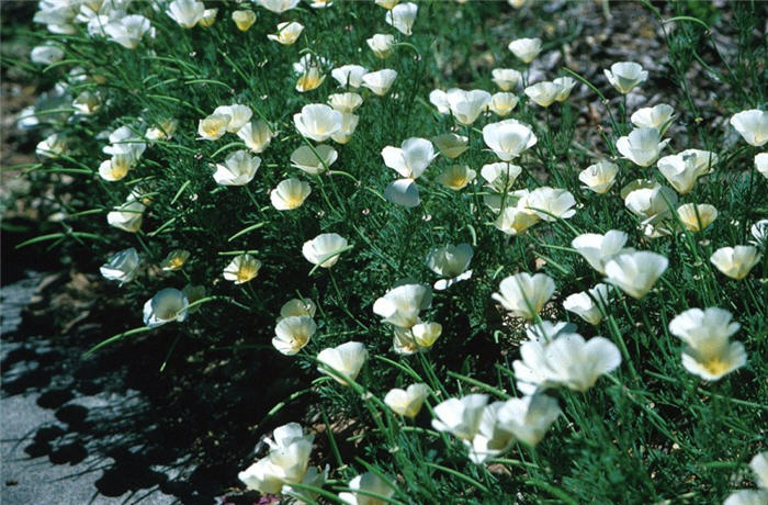 Eschscholzia californica 'White'