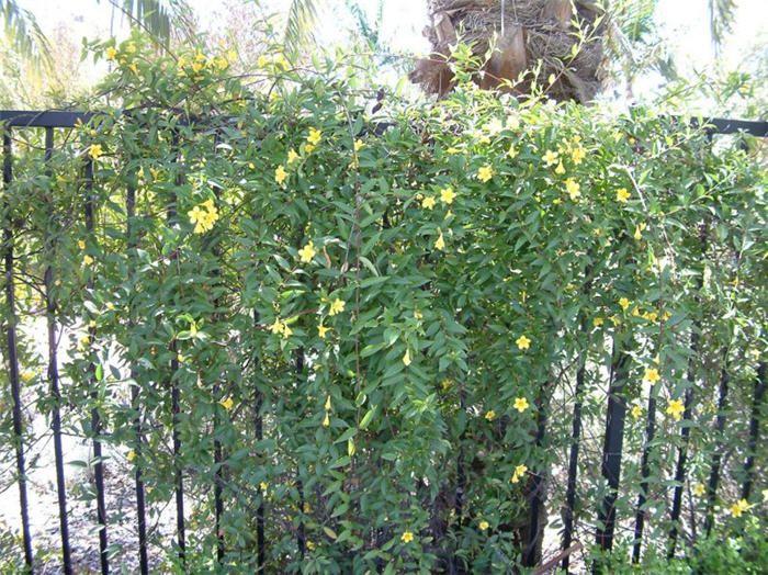 Gelsemium sempervirens