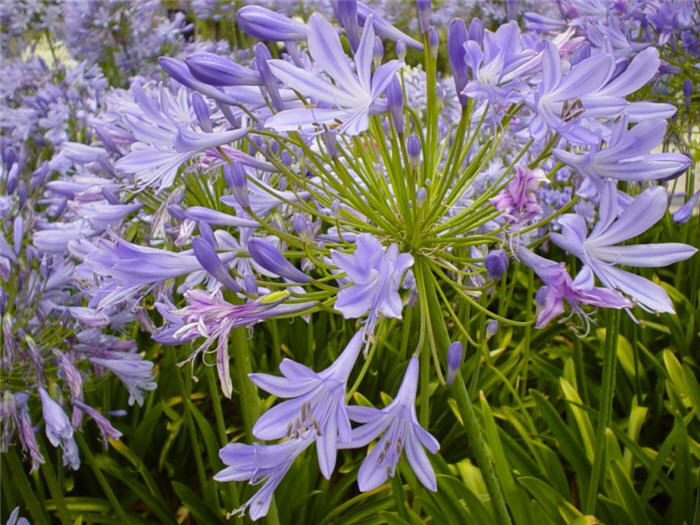 Agapanthus praecox  ssp. orientalis