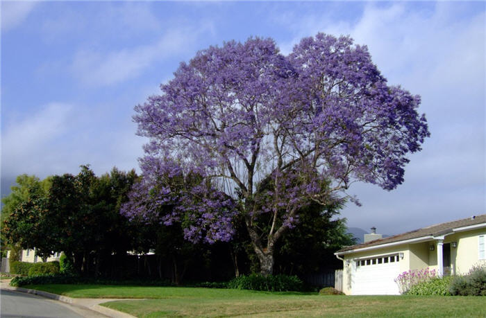 Plant photo of: Jacaranda mimosifolia