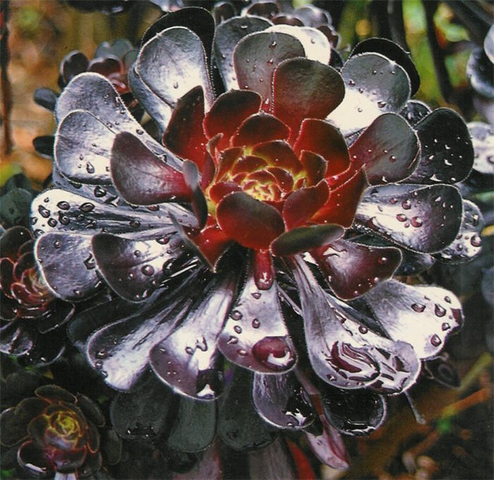 Purple Tree Aeonium