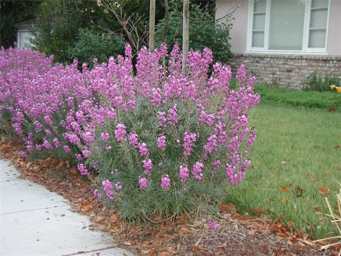 Bowles Mauve Wallflower