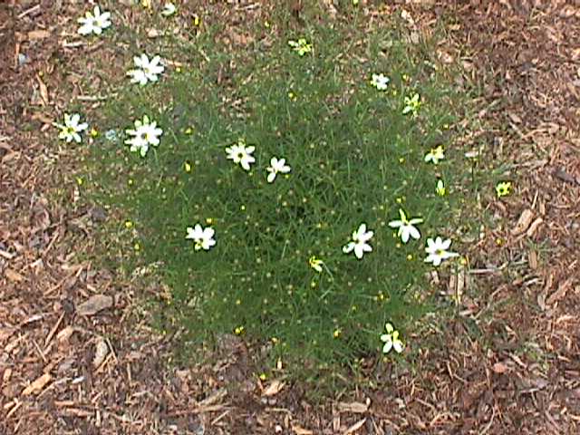 Coreopsis verticillata 'Moonbeam'