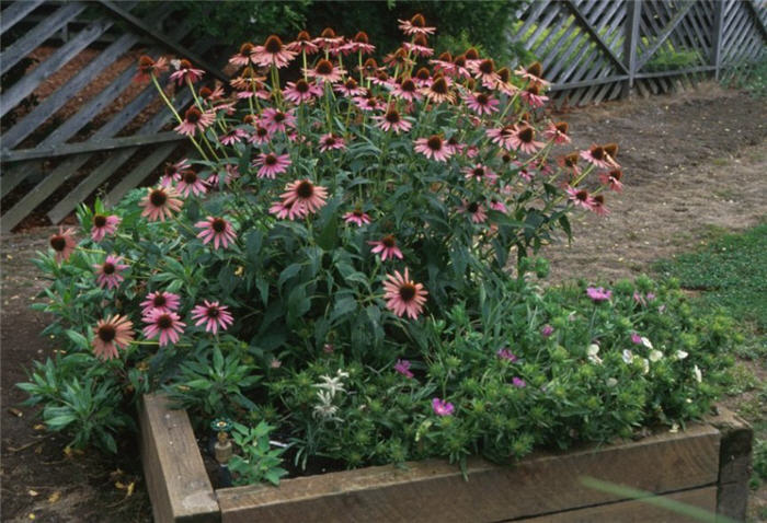 Echinacea purpurea