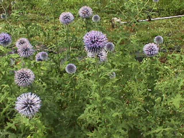 Echinops ritro