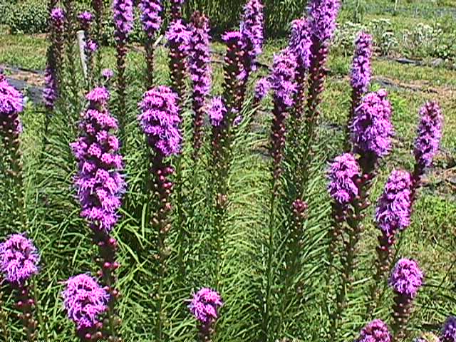 Liatris spicata