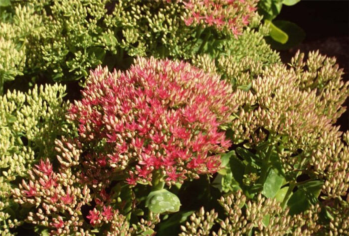 Sedum spectabile 'Brilliant'