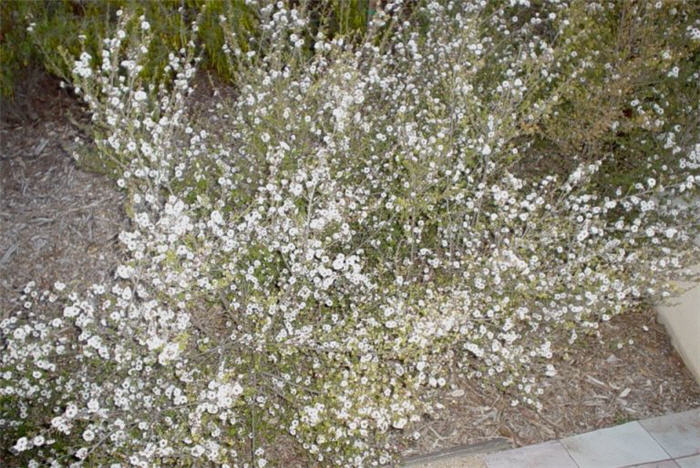 Leptospermum scoparium 'Snow White'