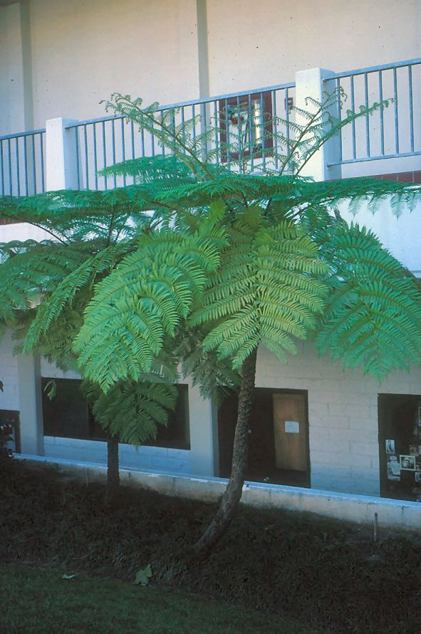 Cyathea cooperi