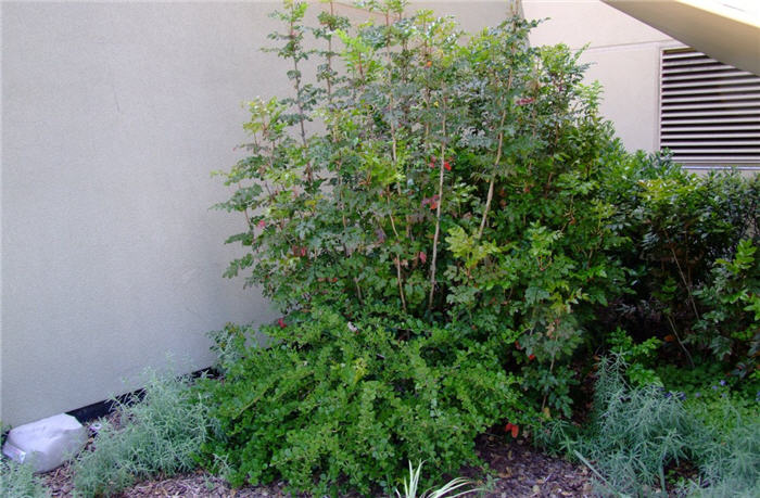 Mahonia aquifolium