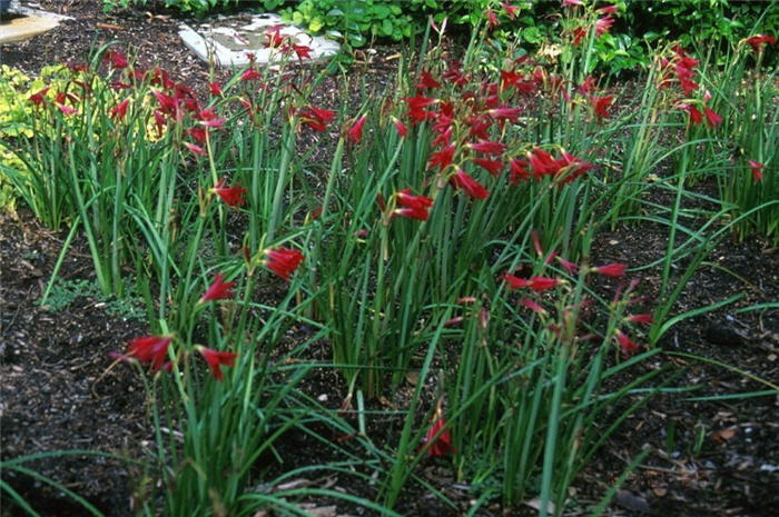 Plant photo of: Alstroemeria psittacina