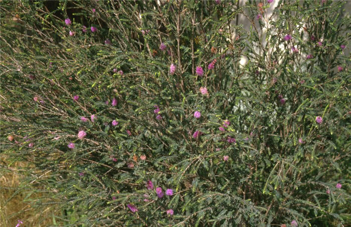 Plant photo of: Melaleuca decussata