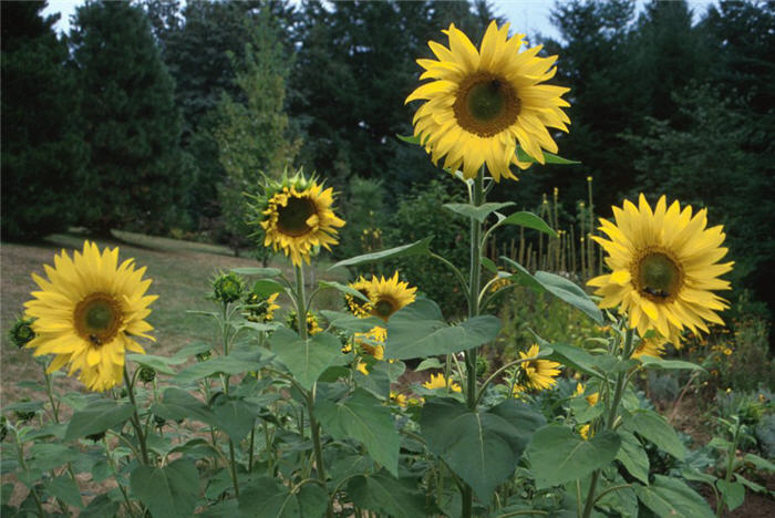 Helianthus annuus