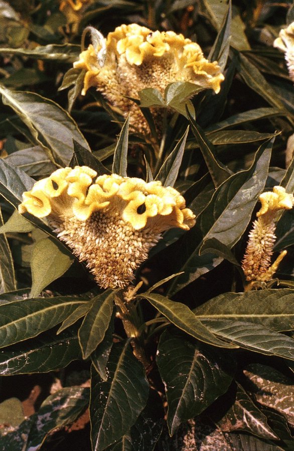 Crested Celosia, Chinese Woolflower