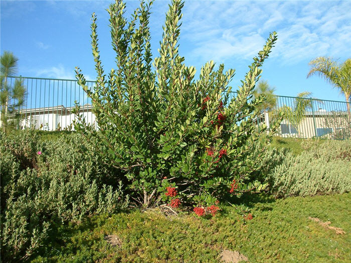 Heteromeles arbutifolia