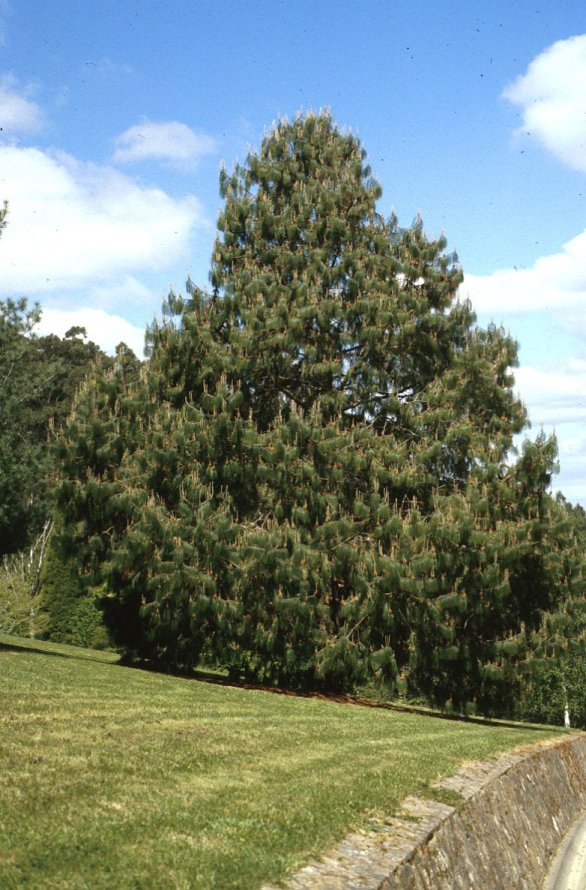 Plant photo of: Pinus patula