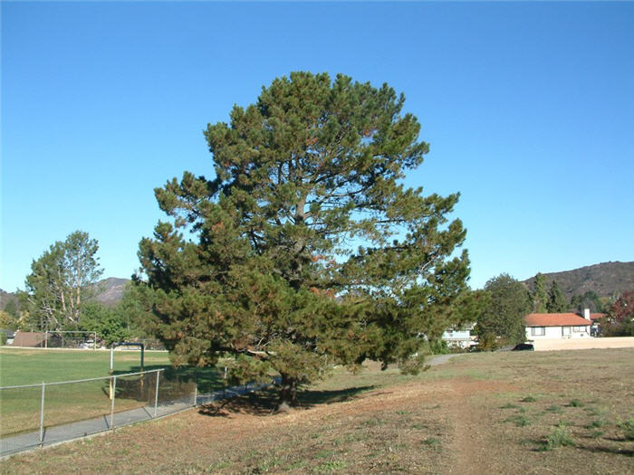 Monterey Pine