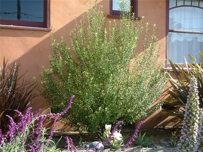 Pittosporum tenuifolium