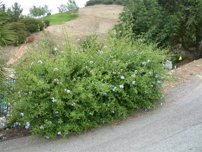 Cape Plumbago