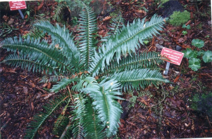 Polystichum munitum