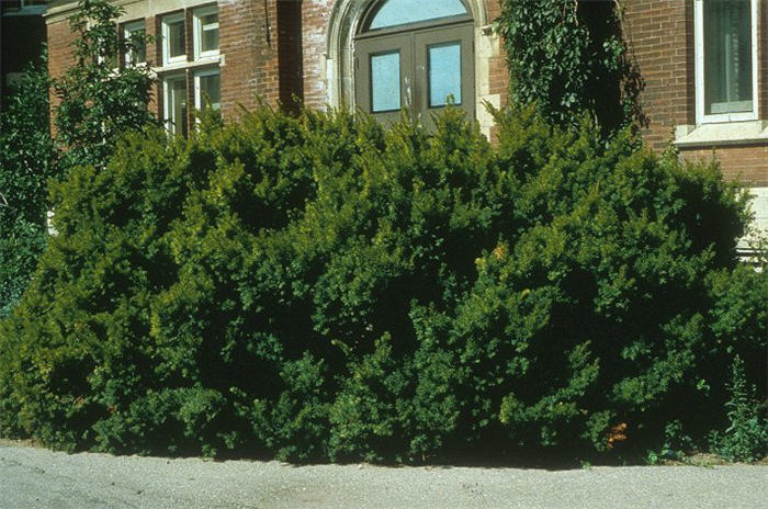 Taxus cuspidata