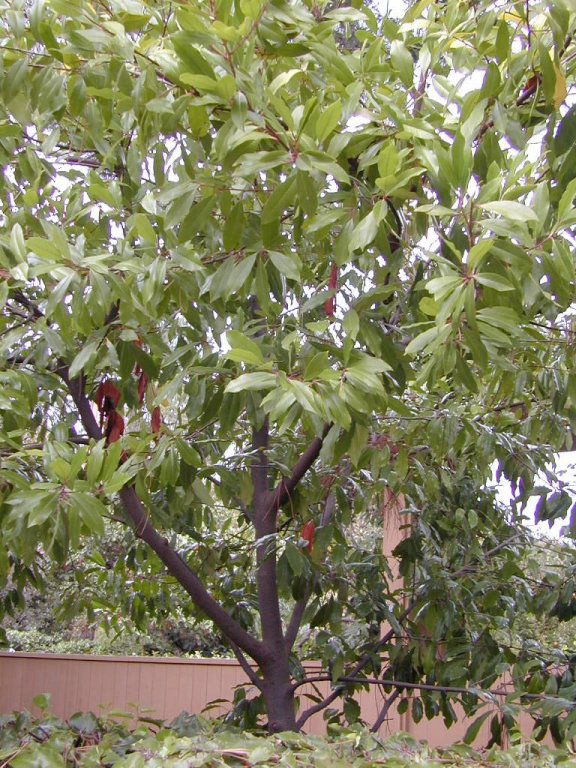 Carolina Laurel Cherry