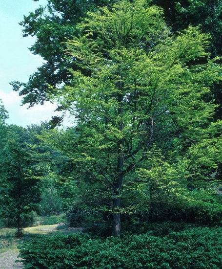 Bald Cypress, Swamp Cypress