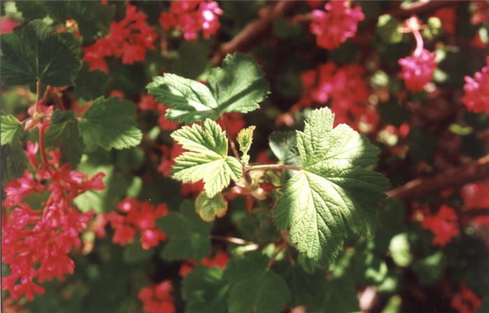 Plant photo of: Ribes sanguineum