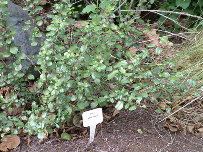 Ribes viburnifolium