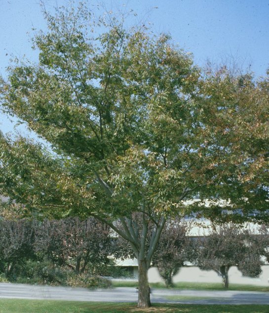 Sawleaf Zelkova