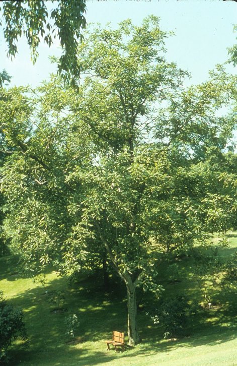 Juglans cineria