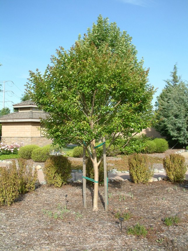 Muskogee Crape Myrtle