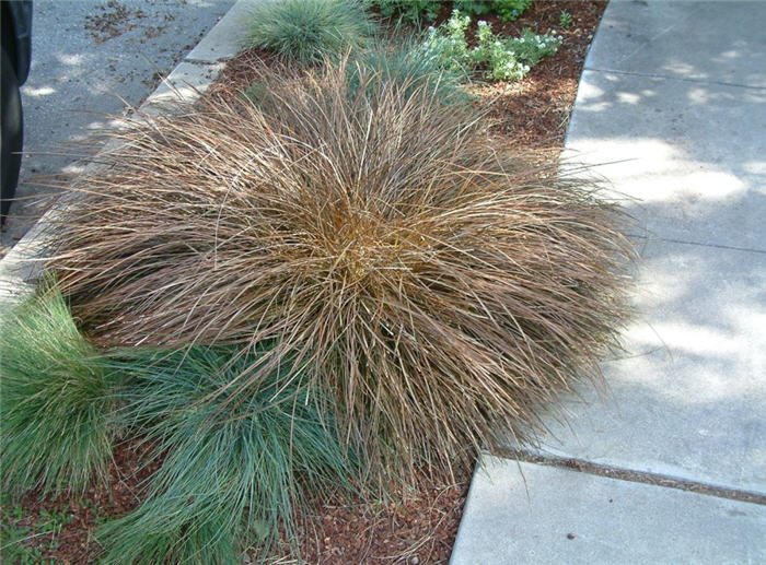 Curly Top Sedge