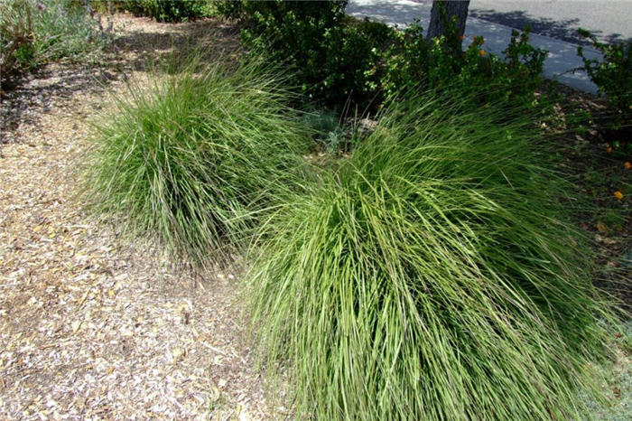 Stipa gigantea