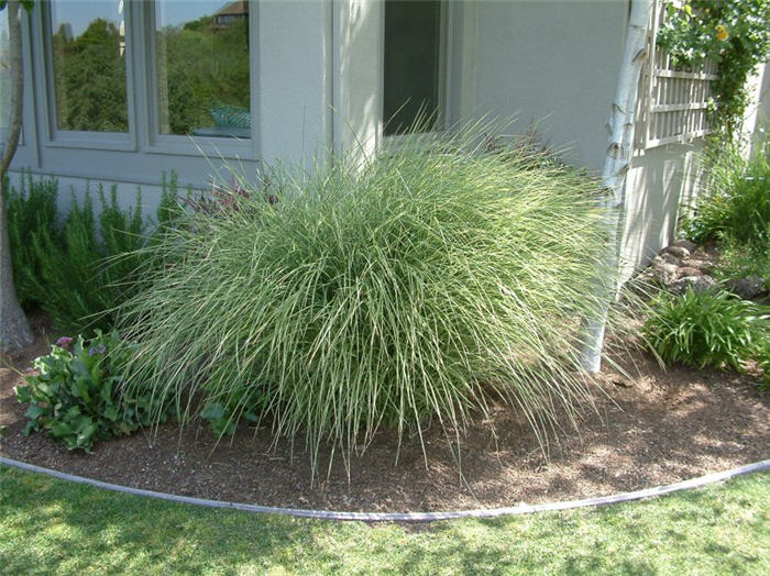 Miscanthus sinensis 'Morning Light'