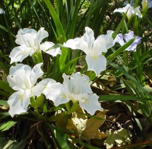 Shade Plants