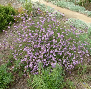 California Native Plants