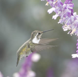 Attracts Hummingbirds