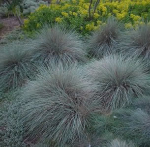 Ornamental Grasses & Clumping Plants