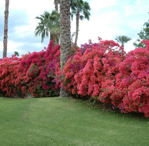 Screens and Hedges