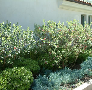 Shrub Borders