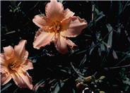 Delicate Treasure Daylily