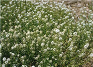 Sweet Alyssum