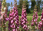 Foxglove